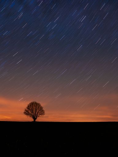 A vertical shot of a single tree in the field under starry sky