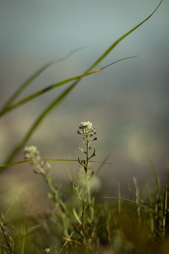 A vertical selective focus shot of white shepherd's bag flower