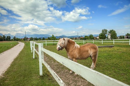 A brown horse in farmland surrounded by wooden fence under a cloudy sky