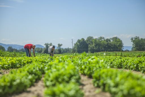The agriculturist man and woman picking the grown lettuces from the field