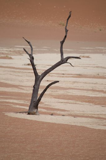 A beautiful shot taken at Dead Vlei Sossusvlei Namibia