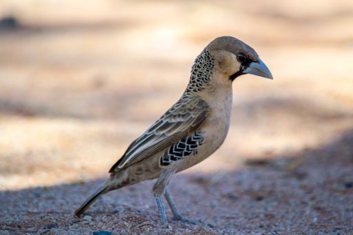 A close up shot of a cute African sparrow in a blurry background