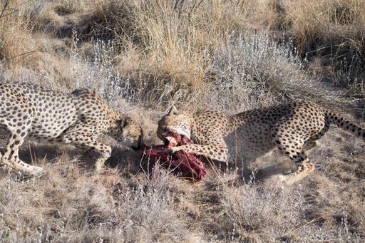 A close up shot of cheetahs devouring its prey in the wilderness