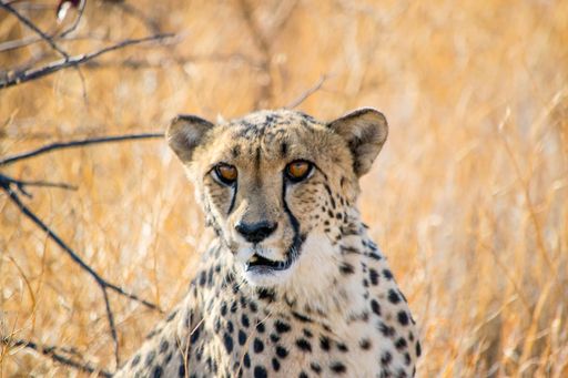 A close up shot of a beautiful cheetah in the wilderness