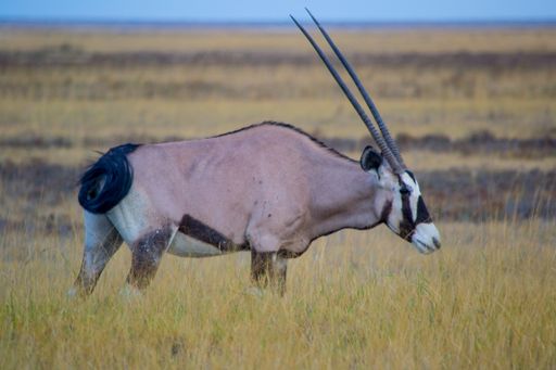 A close up shot of a gemsbok in the wilderness