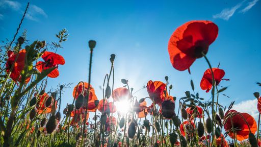 A low angle shot of red poppies in the field