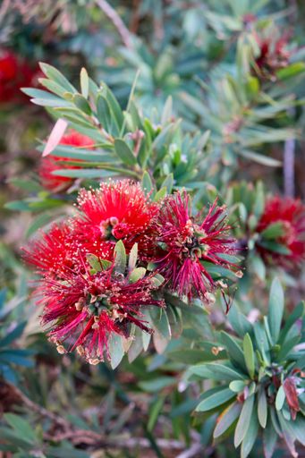 red flowering plant in australian bushland in selective foc