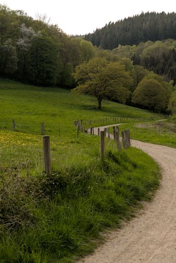 A vertical shot of an idyllic country landscape with a pathway surrounded by lush green nature