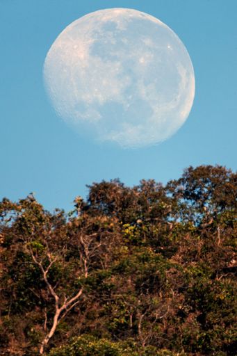 A vertical breathtaking view of the white moon setting in the morning in the blue sky with treetops in the foreground