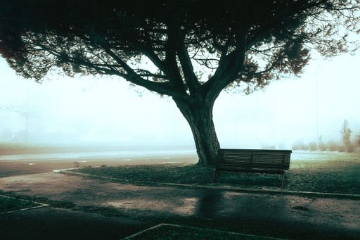 A beautiful view of a wooden bench under the tree in a  park on a foggy day