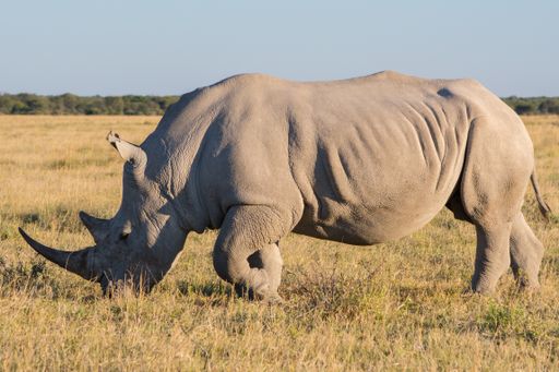 A close up shot of a black rhinoceros in the wilderness