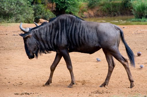 A close up shot of a blue wildebeest in its natural habitat