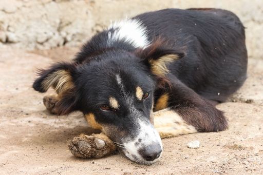The close-up view of a street dog laying on the ground