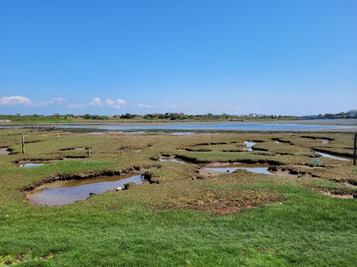 The ponds in the ground covered with grass.