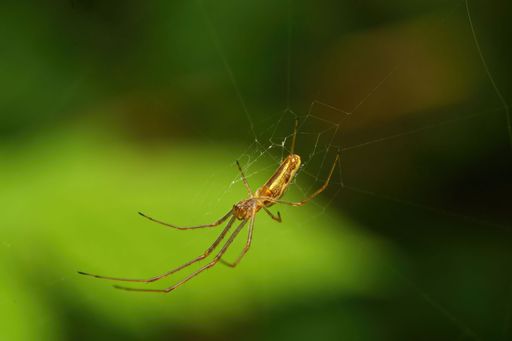 A closeup shot of Tetragnatha Extensa in its web