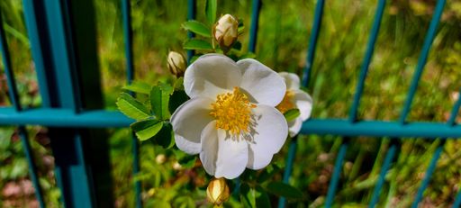 white flower on a blue fence