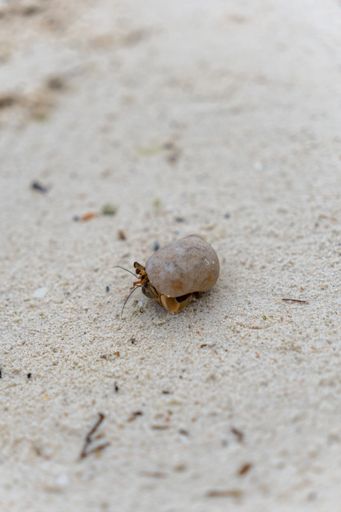 A closeup of an hermit crab on white sand