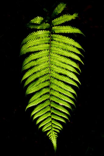 A vertical shot of fern leaves on a dark background