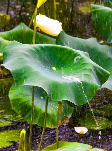 A vertical closeup shot of folding green lotus leaves under rainfall