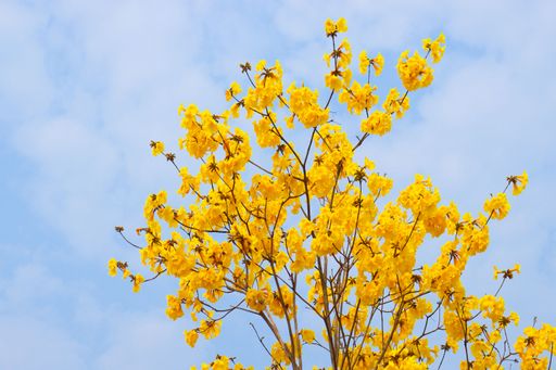 A low angle shot of blooming bright yellow flowers on branches under a blue sky