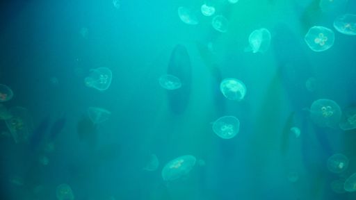 A beautiful view of the sea world Ancol Jakarta, Aquarium in North Jakarta, Indonesia