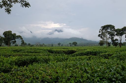 The fresh nature in mountains on a foggy day