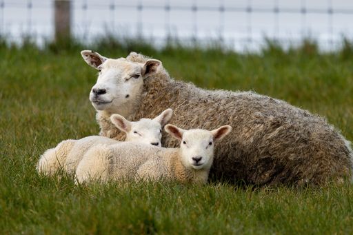 A closeup of a sheep with two lambs sitting on the green grass