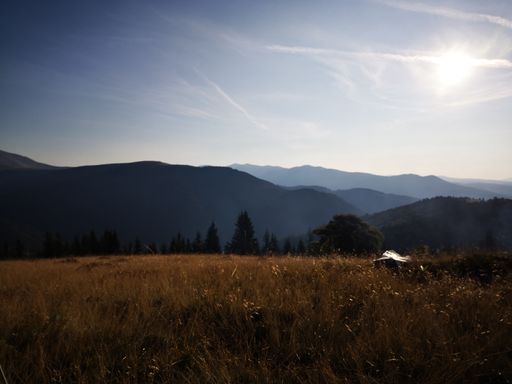 A low angle shot of a beautiful forest near Transfagaras mountain in Romania