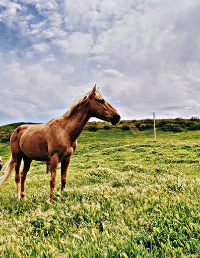 A vertical shot of a brown horse standing in a green pasture against a blue cloudy sky