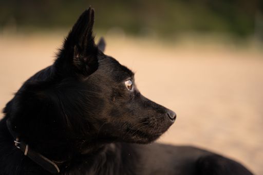 A closeup of an affectionate black Australian Kelpie dog in collar looking aside