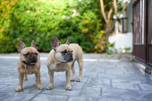 A closeup shot of two cute French bulldogs walking in a street