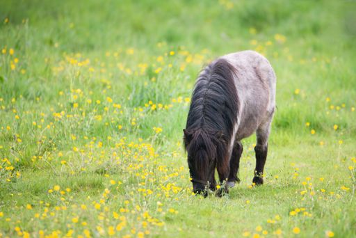 A pony is grazing on the meadow, animal farm in springtime, ranch with horses, countryside in Germany