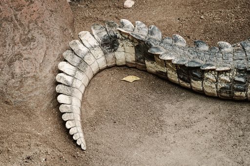 A closeup shot of the tail of a crocodile on the ground