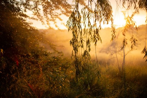 The mesmerizing view of the golden sun shining through the beautiful willow trees on the forest