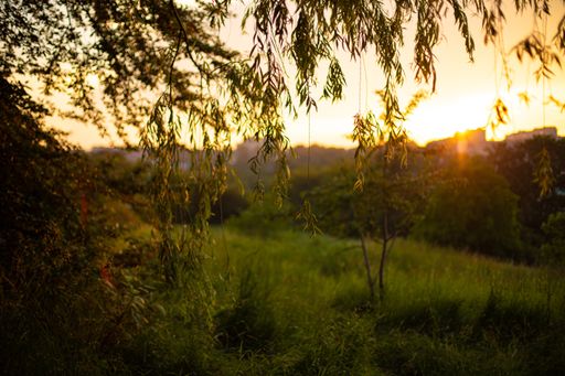 A mesmerizing view of the sun shining on the grass-covered meadow through the willow trees