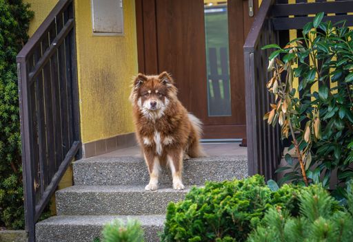 Young finnish lapphund dog looking at camera