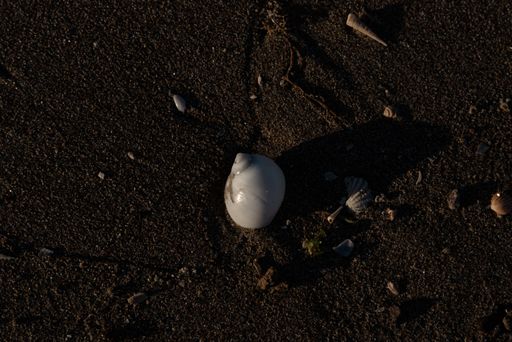 A high angle closeup shot of seashells on the wet sand at the beach
