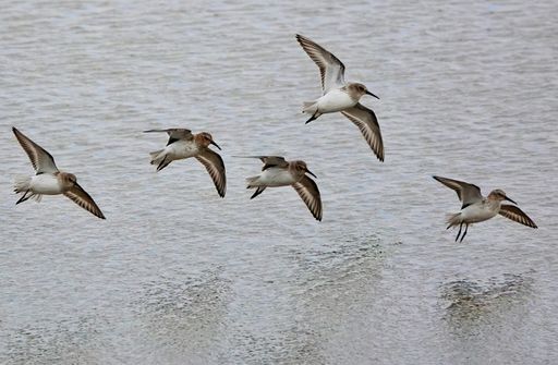 A small flock of Dunlins flying above the lake in Norfolk, UK
