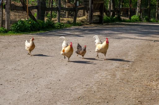 A group of hens and roosters running on the road in Haag zoo