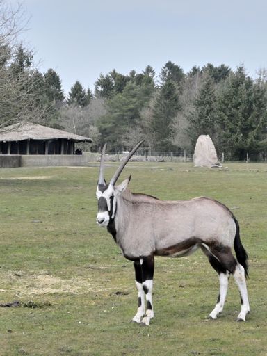 A vertical shot of a gemsbok standing in the field of a farm