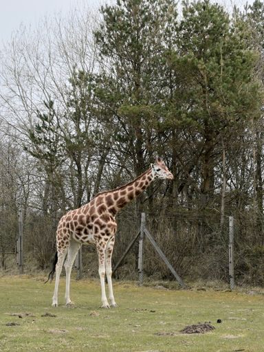 A vertical shot of a giraffe standing next to the trees