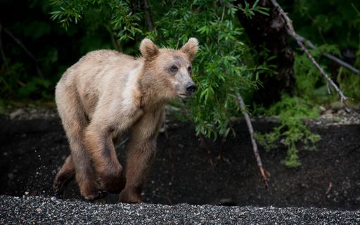 A closeup of a running bear against the greenery