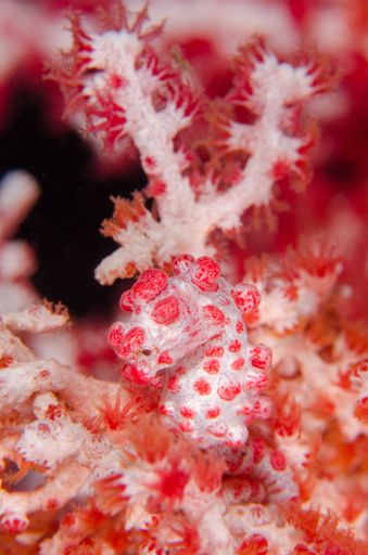 A vertical macro shot of a pygmy seahorse under the water