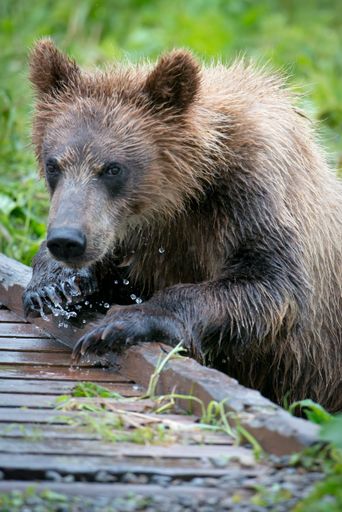 A beautiful vertical picture of a wet brown bear