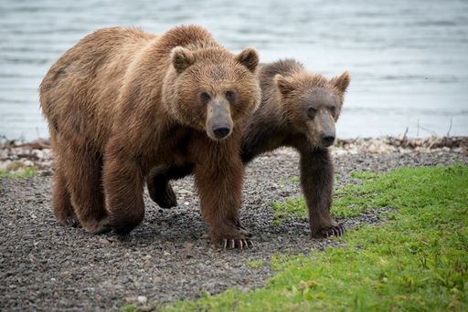 A beautiful picture of a brown bear with a cub