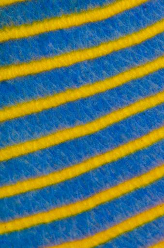 A vertical macro shot of a yellow-blue striped fish skin