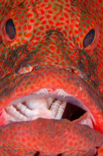 A vertical macro shot of a red snapper under the water