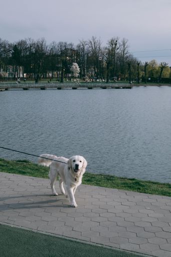 A closeup of a white dog with leash walking along the pond