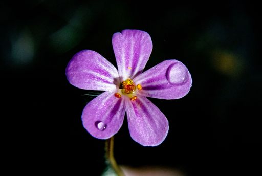 A closeup shot of a delicate purple flower herb-Robert with water droplets, on a black blurred background