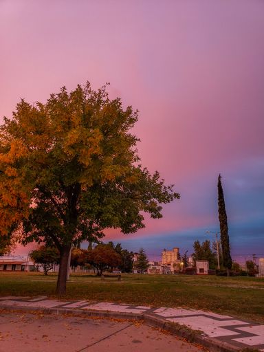 An autumnal tree in a park during a purple sunset sky